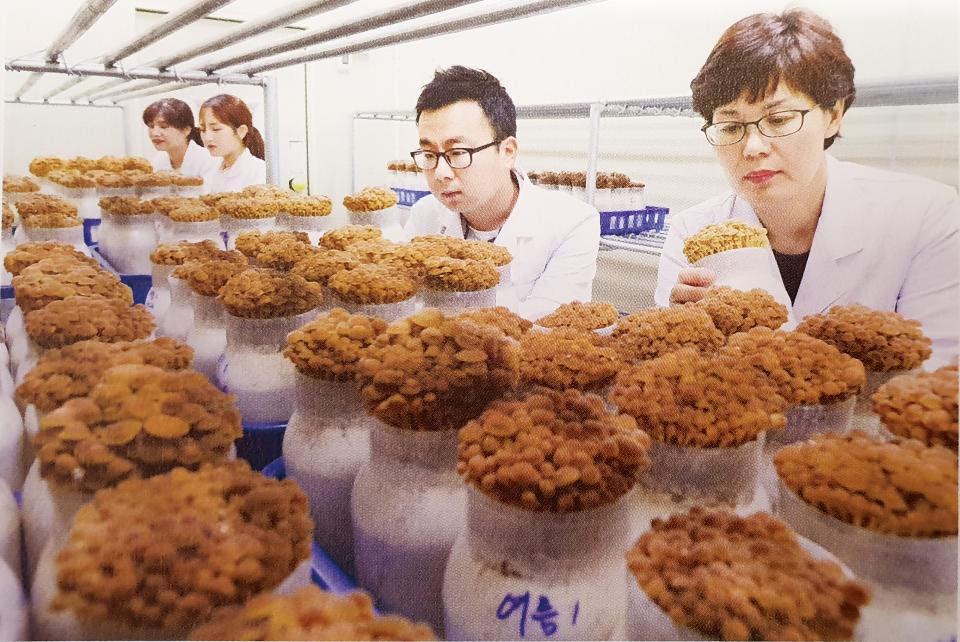 김민자 박사가 버섯 신품종 개발을 위해 연구에 몰두하고 있다.