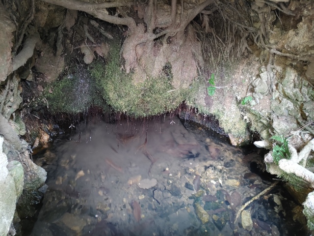 마을 느티나무 우물 내부. 나무 뿌리를 통해 바로 음용이 가능한 맑은 샘물이 솟아나 모여있다.