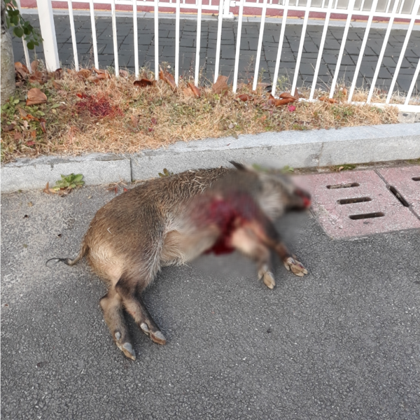 26일 오전 8시 15분께 청주시 청원구 인근 초등학교에서 전문 엽사가 멧돼지 1마리를 사살했다. (사진=독자제공)
