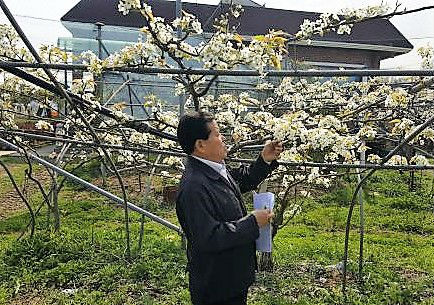 김대수 장평면장이 이상저온 피해를 입은 배나무를 살펴보고 있다