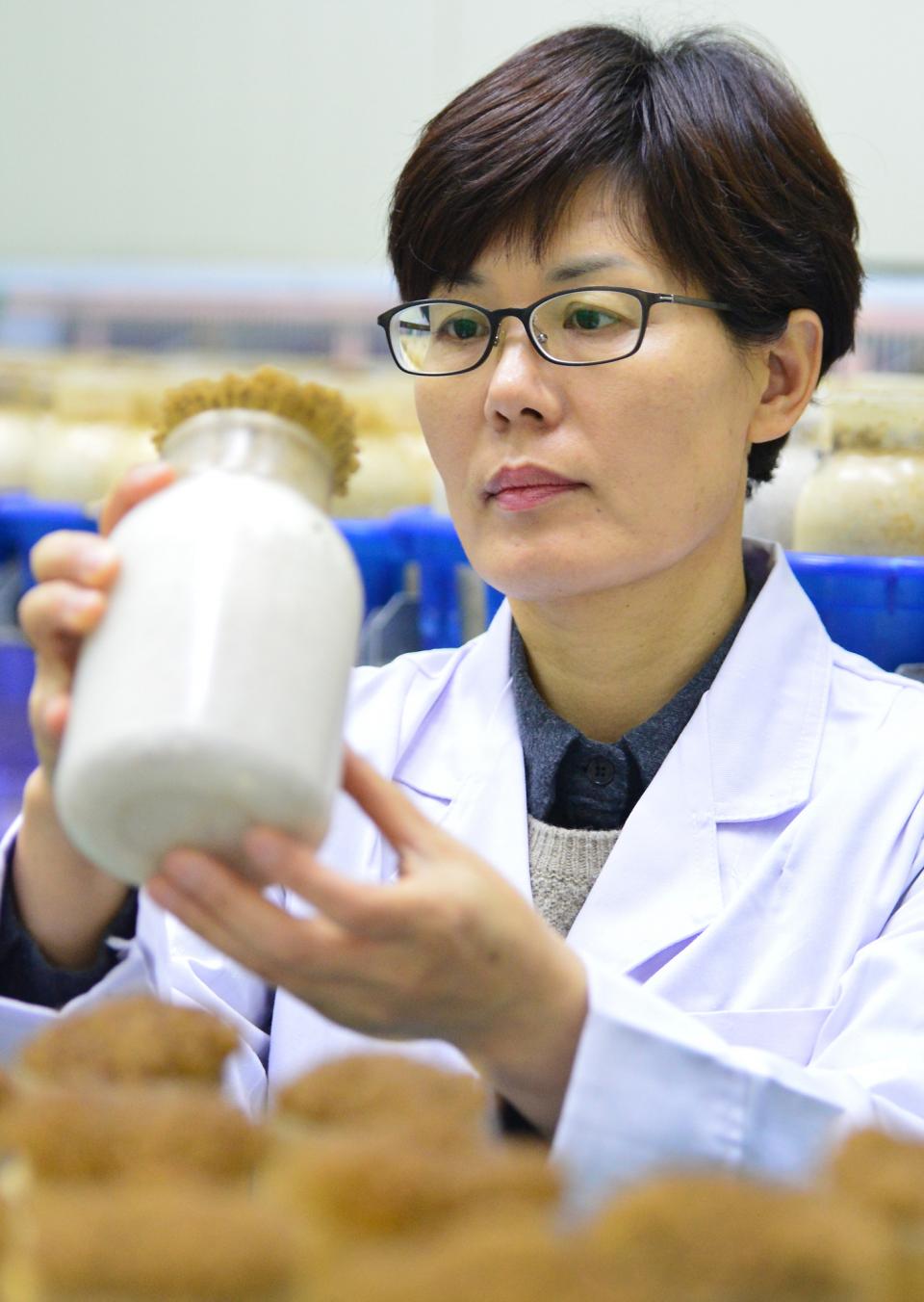충북농업기술원 김민자 박사가 20일 ‘지방행정의 달인’ 인증패를 받았다. 김 박사가 버섯 신품종 개발을 위해 연구에 몰두하고 있다.