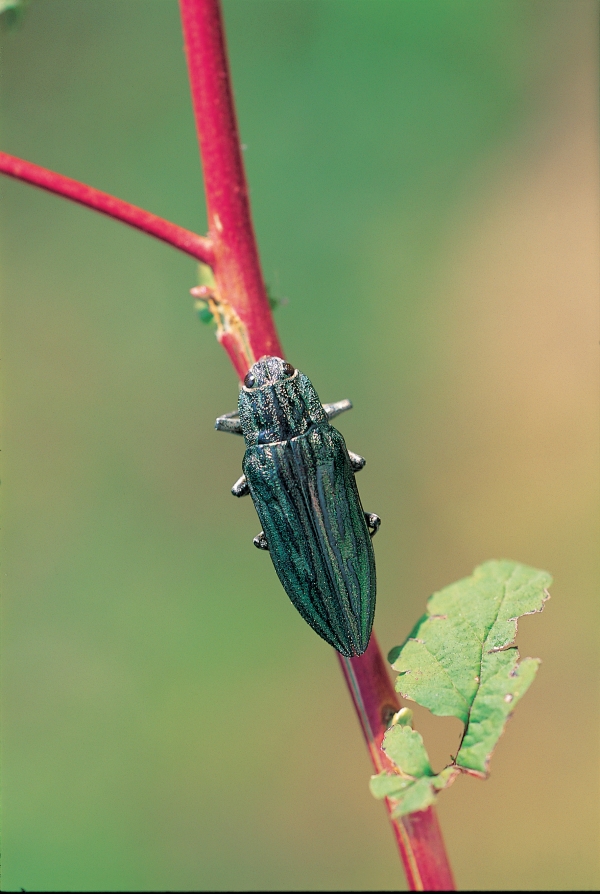 소나무비단벌레 Chalcophora japonica(Gory)