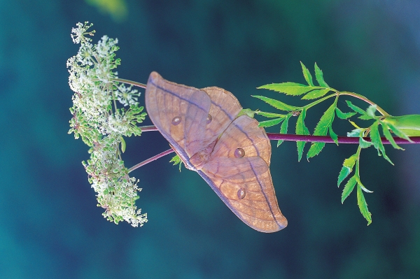 참나무산누에나방 Antheraea yamamai ussuriensis Schachbazov