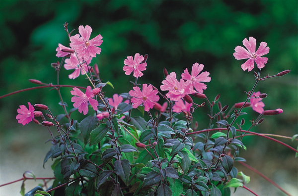 석죽과. 한해살이풀. 1732년에 발견된 원예종으로 키 20~40cm 정도 자란다. 줄기는 땅을 기며 무성하게 퍼진다. 잎은 긴 타원형으로 털이 덮여 있다. 꽃은 5~6월에 홍색으로 피고 가지끝에 늘어져 달린다. 열매는 달걀모양의 삭과이고 끝이 6갈래로 갈라진다. 꽃색이 다양하다.