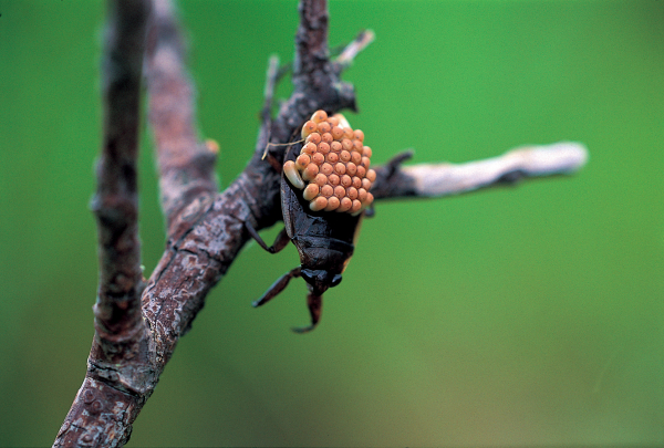 큰물자라 Appasus Major(Esaki)