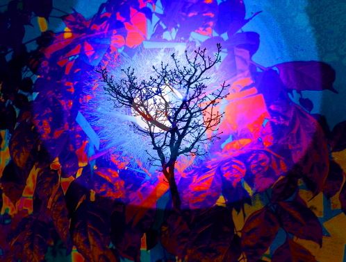 김공수 작가의 '빛그림 가로수'