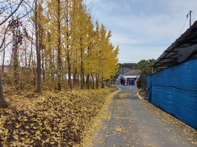 가을이면 마을 도로 주변에 은행나무가 곱게 단풍이 물들어 아름다운 풍경을 만든다(사진=김학준 이장)