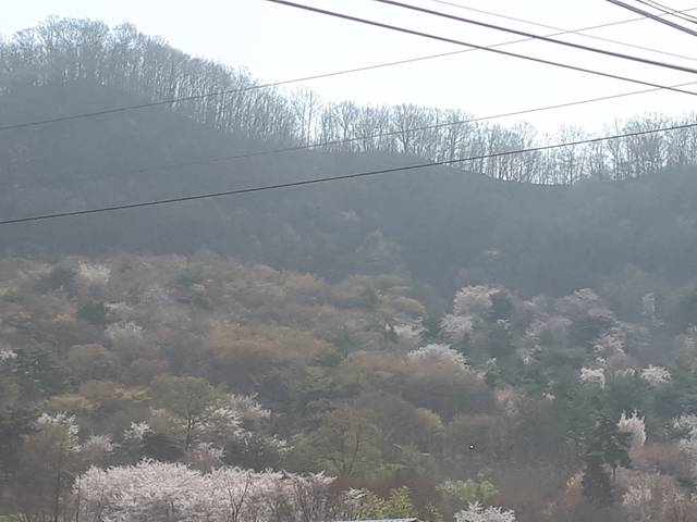 팔봉산 일대에 자생하는 벚나무 군락지에서 벚꽃이 화사하게 피어난 모습(사진=김학준 이장)