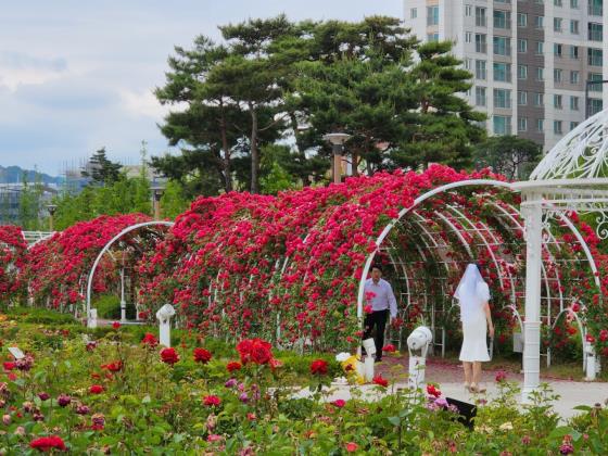 만개한 붉은 장미꽃 속에 하얀 드레스와 면사포로 한 껏 멋을 낸 예비신부가 아름답다.