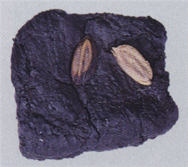 청주 소로리볍씨