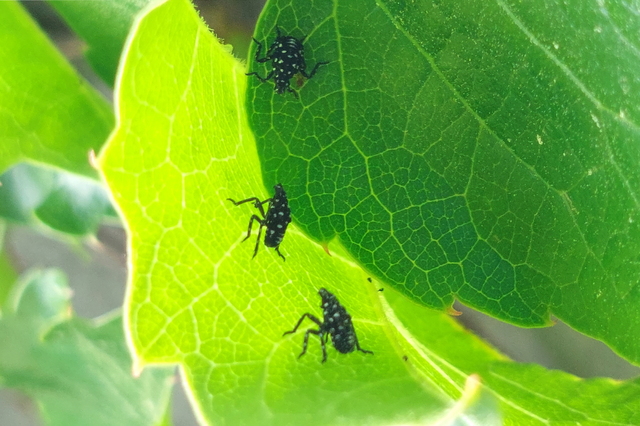 서천군, 과수 돌발해충 첫 부화. 전년보다 10일 빨라