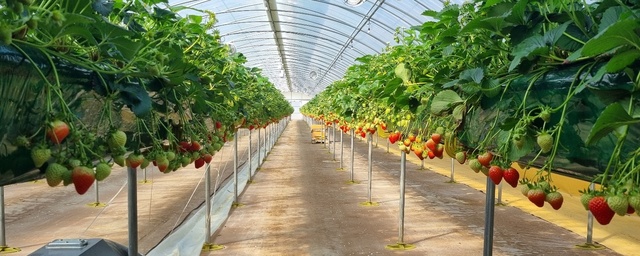 제천 초록길 딸기농장 하우스 시설.