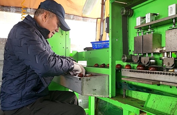 김선권씨가 기계를 이용해 알밤에 칼집내는 작업을 하고있다.