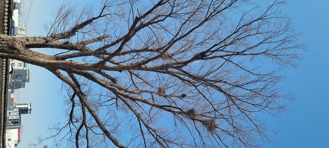 단군전 뜰에 있는 느티나무