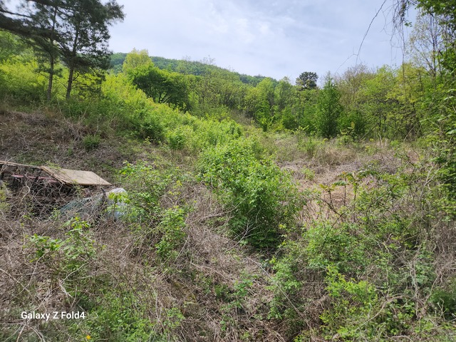 신성농원 약초나무밭 산림속에 10만그루의 각종 약초나무가 심겨져있다.