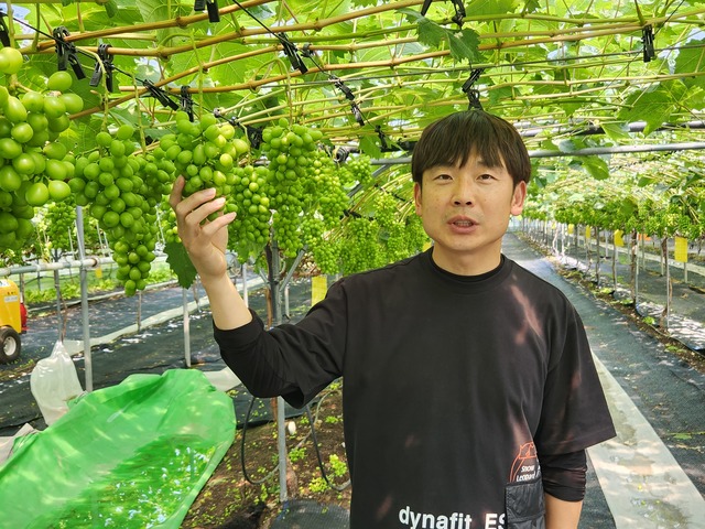 손경택 대표가 스마트팜을 이용한 샤인머스켓 재배 방법을 설명하고 있다. 
