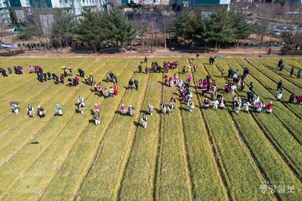 증평군은 20일 증평읍 송산리 764번지 송산초 신설부지의 청보리밭에서 송산초 신설을 기원하는 ‘청보리밟기’ 행사를 실시했다. / 증평군