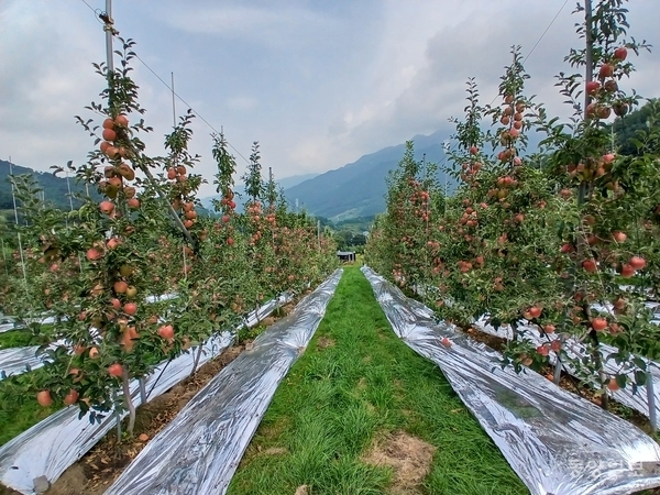 단양군 대강면 2만6400㎡의 사과 과수원 전경.