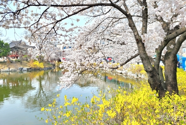 김천 연화지(양선규 촬영)