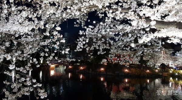 연화지 밤 벚꽃(양선규 촬영)