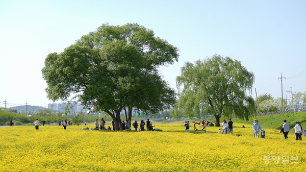 6일 청주시 상당구 남일면 유채꽃 밭을 찾은 시민들이 나들이를 즐기고 있다. [사진=손상훈 기자]