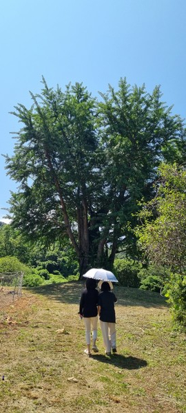 김임벽당 부부가 심었다고 하는 은행나무