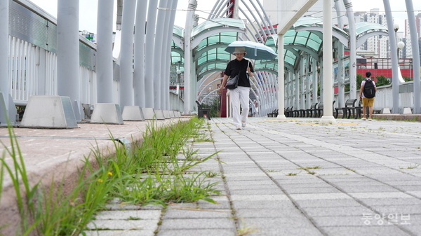 ▲ 19일 청주시 서원구 사직동 서문대교 난간과 바닥 곳곳에 풀들이 무성하게 자라난 채 방치되고 있다. [사진=손상훈 기자]