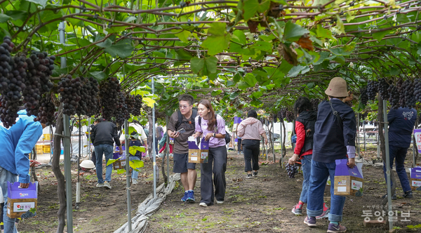21일 충북 영동군 양산면 가곡리의 포도따기 체험장을 찾은 시민들이 포도를 따며 즐거운 시간을 보내고 있다. [사진=손상훈 기자]