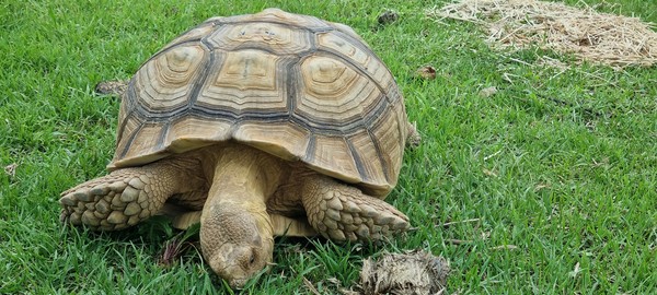 설카타육지거북