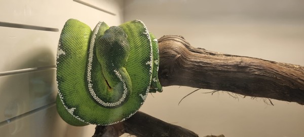 에메랄드나무보아