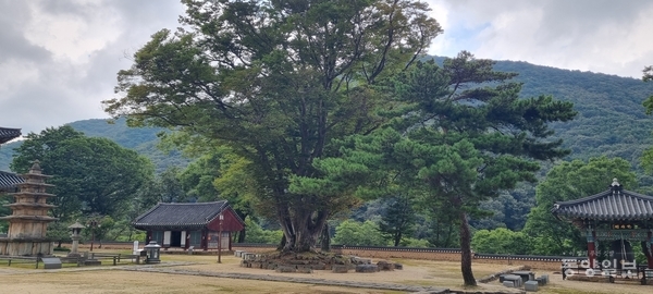 무량사 경내 전경<사진 도복희 기자.