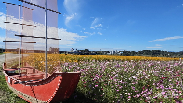 백마강 코스모스 단지와 황포돛배가 어우러진 가을 정원 전경. [사진 부여군]