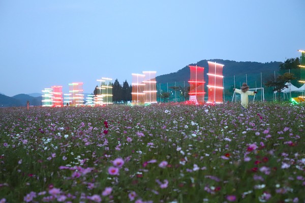 주변 둔치에 핀 코스모스와 어우러진 황포돛배. [사진 도복희 기자]