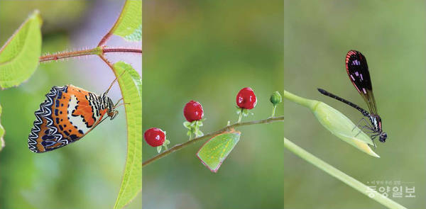 ▲ 조유성 생태사진작가의 특별 초대전이 오는 10~14일 충북대 첨단바이오연구센터(S20동) 2층 로비에서 열린다.