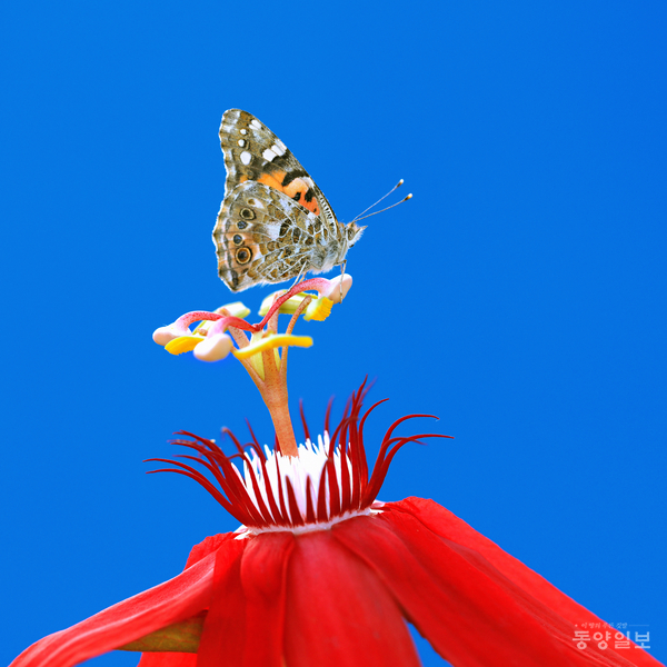 ▲조유성 작 #81