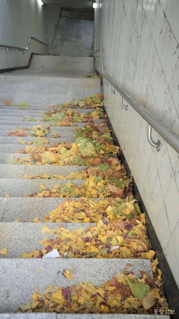 23일 오후 2시께 청주시 청원구 율량동 한 지하보도에 낙엽이 쓰레기들과 뒤엉켜 쌓여있다. 조창희 기자 changhee@dynews.co.kr