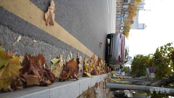 23일 오후 2시께 청주시 청원구 율량동 한 차도에 낙엽이 담배꽁초 등과 뒤엉켜 쌓여있다. 조창희 기자 changhee@dynews.co.kr
