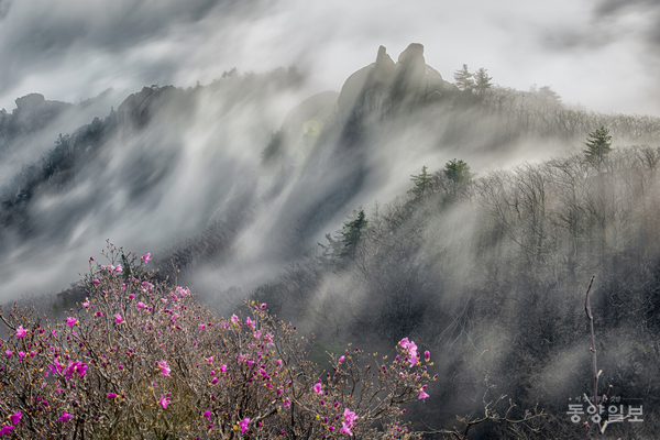 ▲김흥순 작 '문장대에 진달래 필 때'