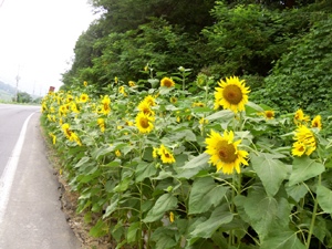 여름휴가철을 맞아 예산에서 청양방향 지방도 645호선(청양군 운곡면 후덕리~효제리 구간) 길가에 해바라기 꽃이 활짝 펴 오가는 차량 운전자들이 시골정취에 흠뻑 빠져 즐거운 드라이빙을 하고 있다. 이곳의 해바라기 꽃은 청양군이 국토공원화의 일환으로 아름다운 운곡을 만들기 위해 올해 초에 심은 것으로 8월초부터 만개해 이곳을 지나는 이들의 입에서 감탄사가 저절로 나오게 하고 있다. <청양/박호현>