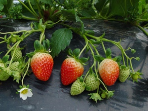 촉성재배된 설향 딸기 모습.