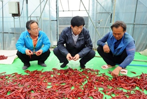 박현출 농촌진흥청장이 임각수 괴산군수로부터 김장채소류 생육현황에 대해 설명을 듣고 있다.